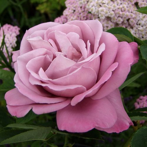 Charles de Gaulle® teahibrid rózsa